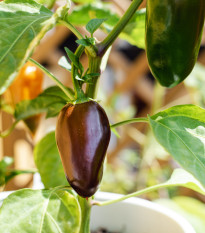 Chilli Jalapeno Brown - Capsicum annuum - prodej semen - 5 ks