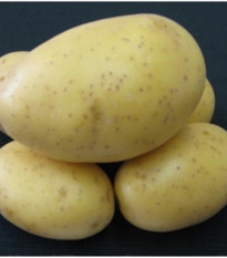 Sadbové brambory Princess - Solanum tuberosum - rané - 5 kg