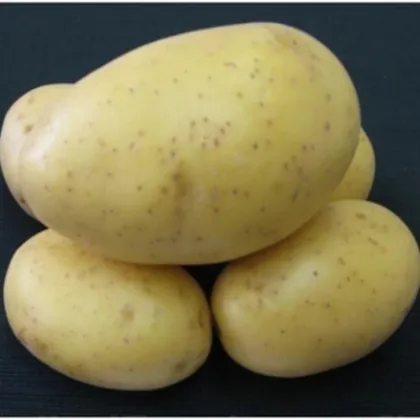 Sadbové brambory Princess - Solanum tuberosum - rané - 5 kg