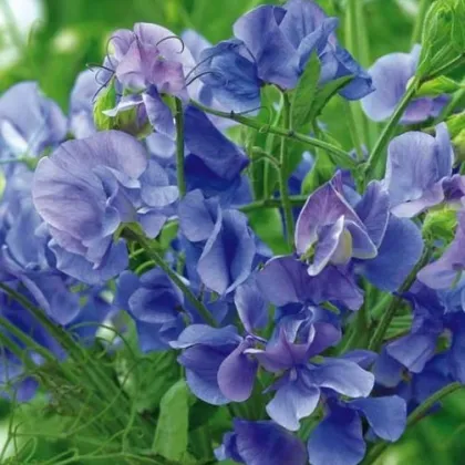 Hrachor pnoucí královský modrý - Lathyrus odoratus - prodej semen - 20 ks