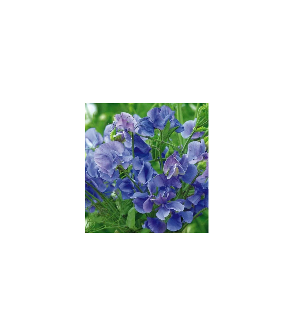 Hrachor pnoucí královský modrý - Lathyrus odoratus - prodej semen - 20 ks