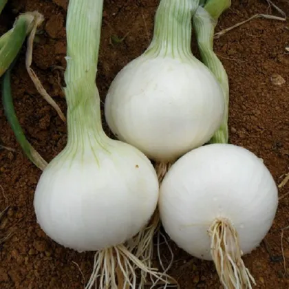 Cibule White Globe - Allium cepa - prodej semen - 100 ks