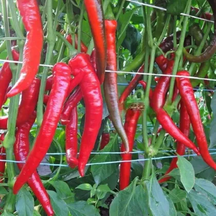 Paprika Pálivec - Capsicum annuum - prodej semen - 20 ks