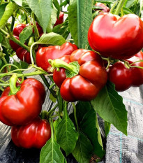 Paprika Topepo rosso - Capsicum annuum - prodej semen - 20 ks