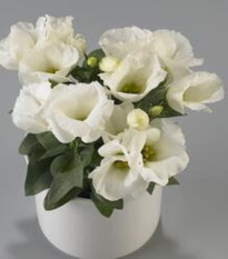 Eustoma Carmen Ivory F1 - Eustoma grandiflorum - prodej semen - 12 ks