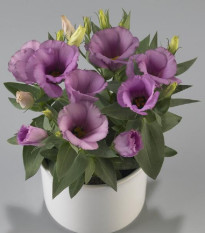 Eustoma Lilac F1 - Eustoma grandiflorum - prodej semen - 12 ks