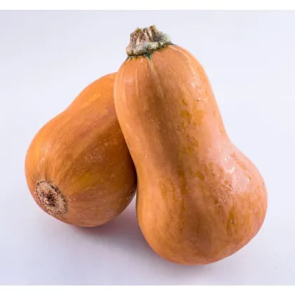 Dýně máslová Honeynut - Cucurbita moschata - prodej semen - 6 ks