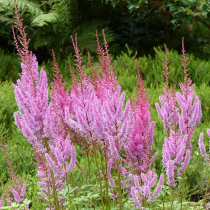 Čechrava čínská růžová - Astilbe chinensis var. pumila - prodej semen - 10 ks