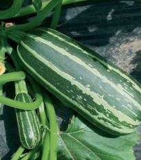 Cuketa Bush Baby F1 Marrow - Cucurbita pepo - prodej semen - 6 ks