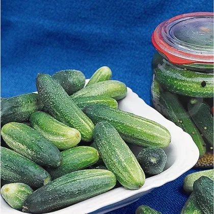 Okurka Tellus F1 - Cucumis sativus - prodej semen - 4 ks