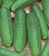 Okurka Profi F1 - Cucumis sativus - prodej semen - 15 ks