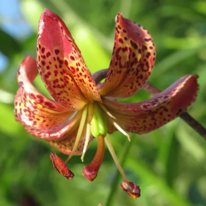 Lilie Martagon Manitoba - Lilium - prodej cibulovin - 1 ks