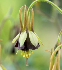 Orlíček Chocolat Soldier - Aquilegia - prodej prostokořenných sazenic - 1 ks