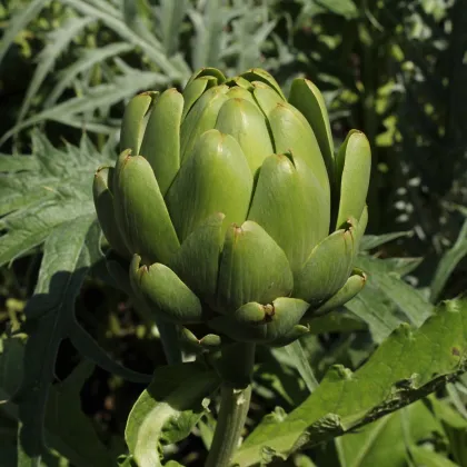 BIO Artyčok Imperial - Cynara cardunculus - prodej bio semen - 10 ks