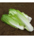 Bio pekingské zelí Granat - Brassica rapa pekinensis - prodej bio semen - 100 ks