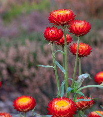 Slaměnka Scarlet - Helichrysum bracteatum - prodej semen - 500 ks