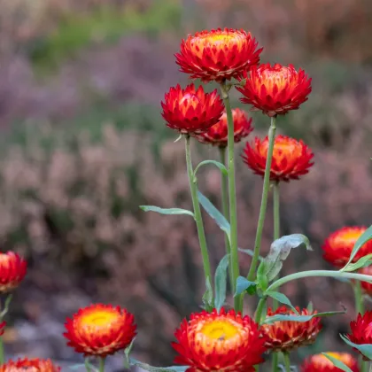 Slaměnka Scarlet - Helichrysum bracteatum - prodej semen - 500 ks