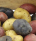 Sadbové brambory - 4 druhy - Solanum tuberosum - 12 ks