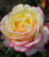 Růže velkokvětá keřová žlutorůžová - Rosa - prodej prostokořenných sazenic - 1 ks