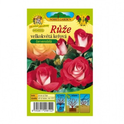 Růže velkokvětá keřová červenobílá - Rosa - prodej prostokořenných sazenic - 1 ks