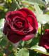 Růže velkokvětá keřová tmavě červená - Rosa - prodej prostokořenných sazenic - 1 ks