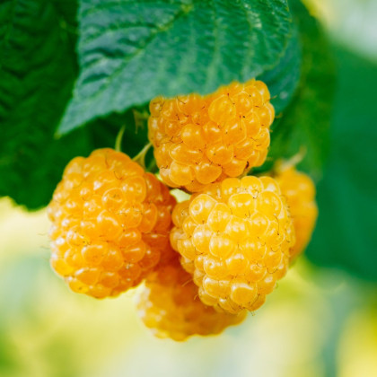 Maliník žlutý - Rubus idaeus - prodej prostokořenných sazenic - 1 ks