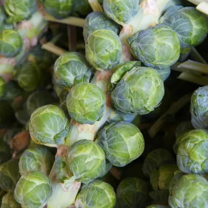 BIO Kapusta růžičková Igor F1 - Brassica oleracea - prodej bio semen - 20 ks