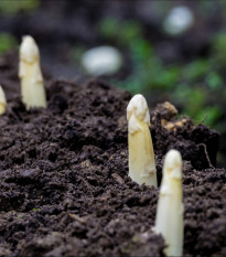 Chřest lékařský Argenteuil k bělení - Asparagus officinalis - prodej semen - 15 ks