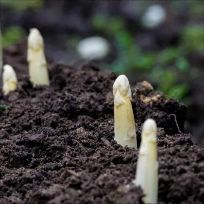 Chřest lékařský Argenteuil k bělení - Asparagus officinalis - prodej semen - 15 ks