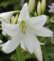 Křín Powellii bílý - Crinum Powellii album - prodej cibulovin - 1 ks