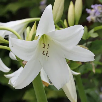 Křín Powellii bílý - Crinum Powellii album - prodej cibulovin - 1 ks