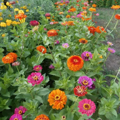 BIO Ostálka směs barev - Zinnia elegans - prodej bio semen - 20 ks