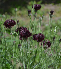 Chrpa černá - Centaurea cyanus - prodej semen - 50 ks