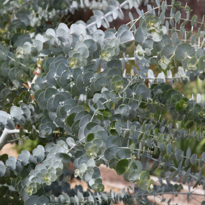 Eukalyptus Baby Blue - Eukalyptus pulverulenta - prodej semen - 8 ks