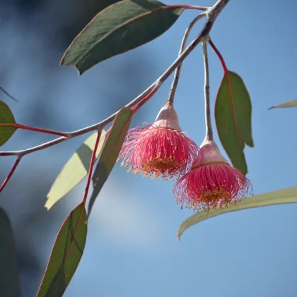 Eukalyptus caesia Magna - Blahovičník - Eucalyptus caesia - prodej semen - 10 ks