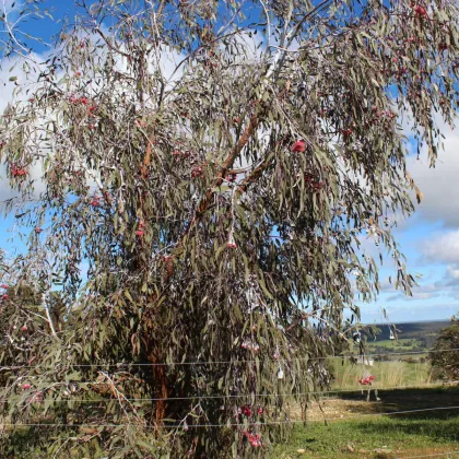 Eukalyptus caesia Magna - Blahovičník - Eucalyptus caesia - prodej semen - 10 ks