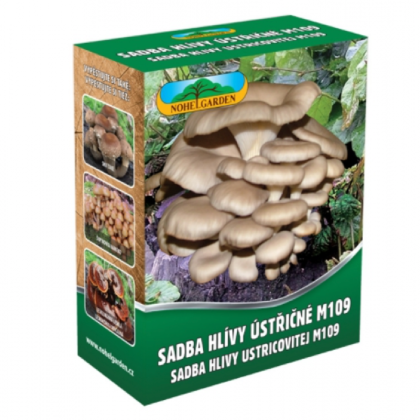 Hlíva ústřičná - Pleurotus ostreatus - sadba - prodej - 250 ml