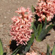 Hyacint Apricot Passion - Hyacinthus - prodej cibulovin - 1 ks