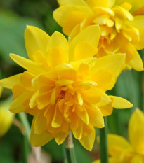 Narcis Tete Deluxe - Narcissus - prodej cibulovin - 3 ks