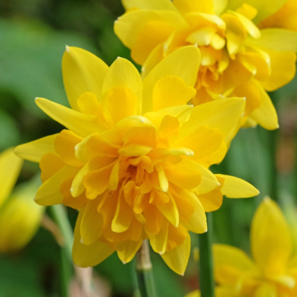 Narcis Tete Deluxe - Narcissus - prodej cibulovin - 3 ks