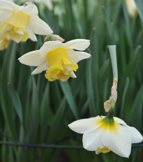 Narcis Popeye - Narcissus - prodej cibulovin - 3 ks