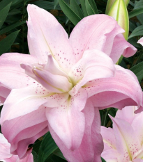 Lilie Lotus Queen - Lilium - prodej cibulovin - 1 ks