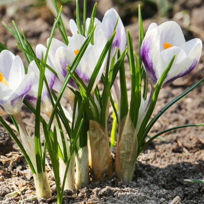 Krokus Blue Bird - Crocus chrysanthus - prodej cibulovin - 3 ks