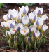 Krokus Blue Bird - Crocus chrysanthus - prodej cibulovin - 3 ks