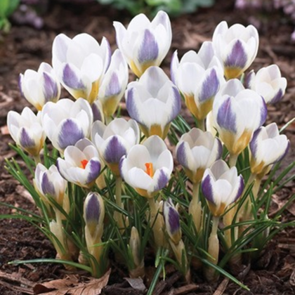 Krokus Blue Bird - Crocus chrysanthus - prodej cibulovin - 3 ks