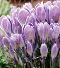 Krokus Striped Bird - Crocus tommasinianus  - prodej cibulovin - 3 ks