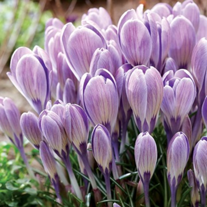 Krokus Striped Bird - Crocus tommasinianus  - prodej cibulovin - 3 ks