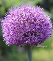 Česnek Summer Drummer - Allium - prodej cibulovin - 3 ks