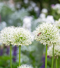 Česnek White Giant - Allium - prodej cibulovin - 1 ks