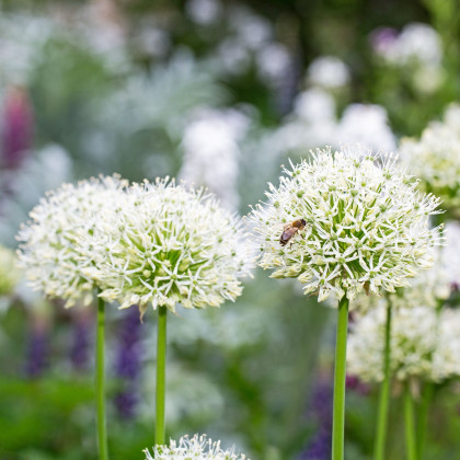 Česnek White Giant - Allium - prodej cibulovin - 1 ks